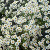 Tanacetum Niveum Jackpot